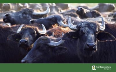 Brucellosi bufalina, casertano ai minimi storici e Grazzanise verso l’uscita dall’area cluster. Confagricoltura Campania: “Risultato straordinario, ora consolidare il risanamento”