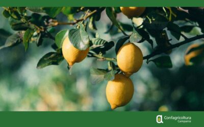 Difesa fitosanitaria degli agrumi, la Regione Campania presenta due nuovi progetti