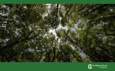 PIANI DI GESTIONE FORESTALE – PROROGATE LE SCADENZE PER 65 COMUNI CAMPANI