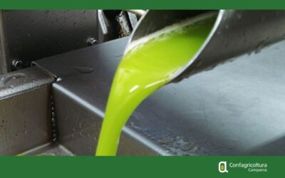 OLIO – 40 MILIONI PER LA NUOVA “CAMBIALE FRANTOI OLEARI”