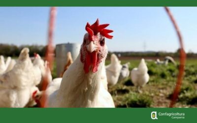 INFLUENZA AVIARIA – EFSA LANCIA LA CAMPAGNA EUROPEA #NoBirdFlu