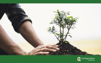 Sostenibilità agricola: uno studio UE analizza 211 sistemi di valutazione e certificazione