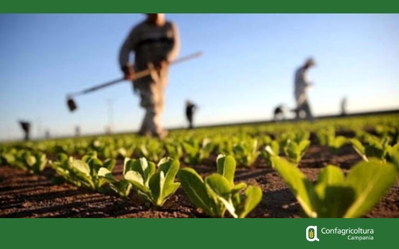 Scambio di manodopera agricola, Confagricoltura Campania sollecita una verifica degli usi