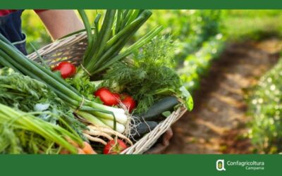 OP ORTOFRUTTICOLE. NUOVE DISPOSIZIONI NAZIONALI SUI PROGRAMMI OPERATIVI
